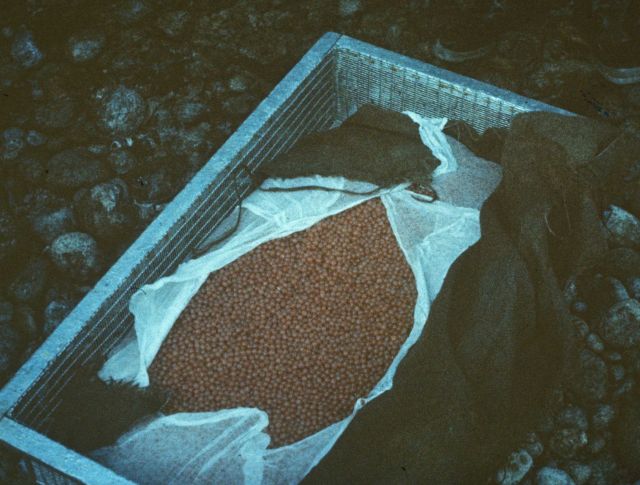 Eyed eggs for planting on natural gravel or in spawning channel. Picture