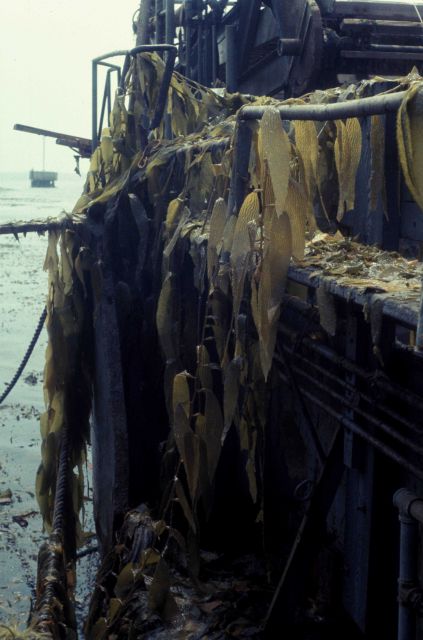 Kelp harvesting Picture