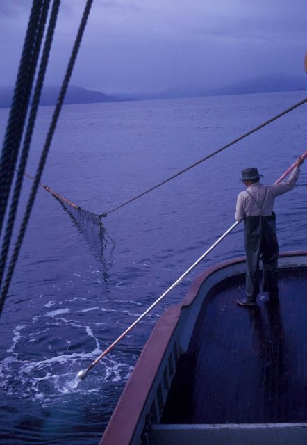 Salmon seining net out Picture