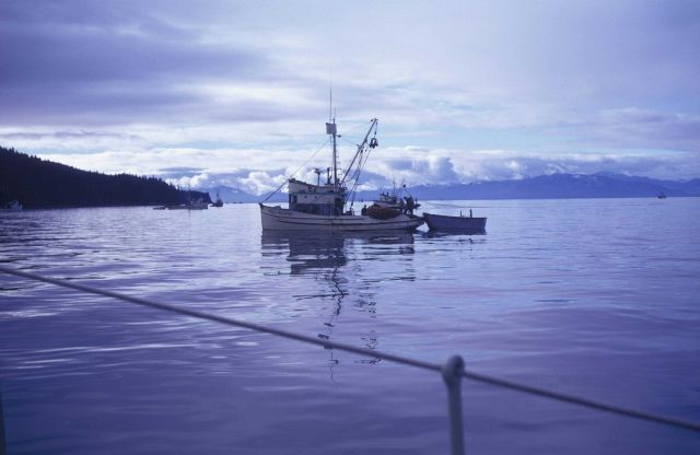 The salmon seiner BULL MOOSE with other vessels of the salmon seining fleet in sight Picture