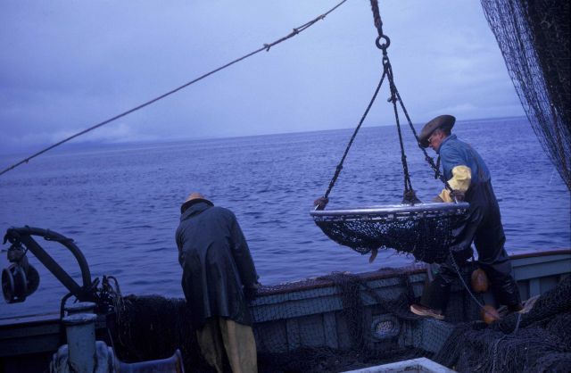 Deploying net for brailing salmon from purse seine net. Picture