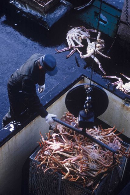 Unloading Tanner crabs Picture