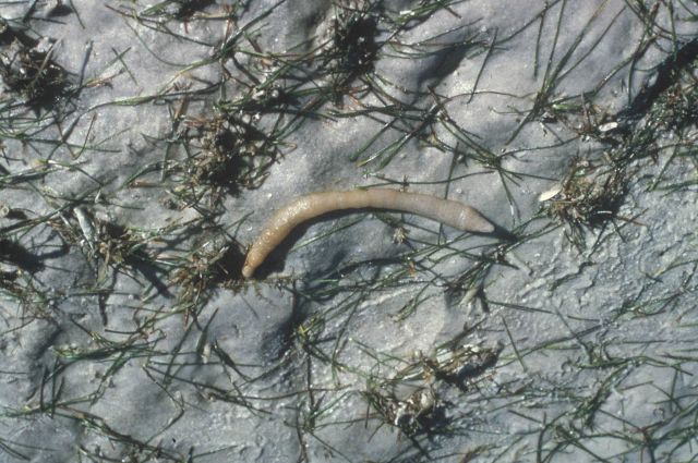 Worm? in eelgrass in intertidal area Picture