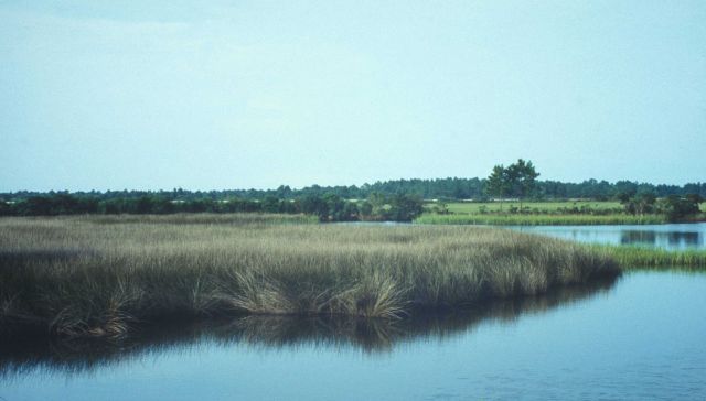 Tidal marsh Picture