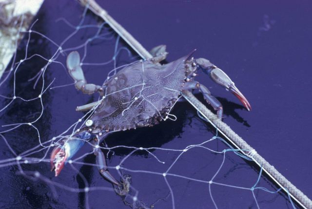 Blue crab Picture