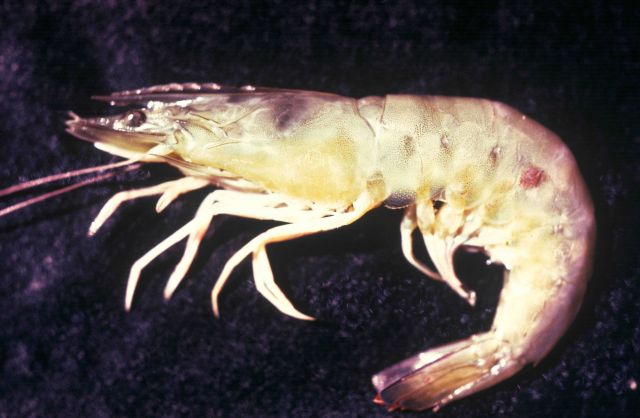 Shrimp (Penaeus sp.) Picture