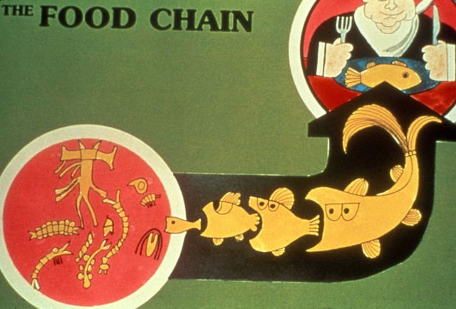 Diagram of the food chain Picture