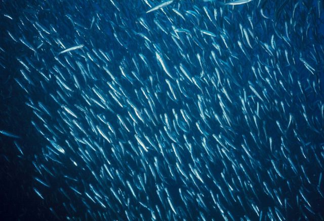Clupeids including round scad (Decapterus punctatus) and anchovies Picture