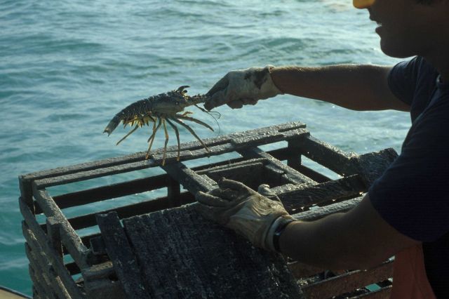 Lobster being taken from trap Picture