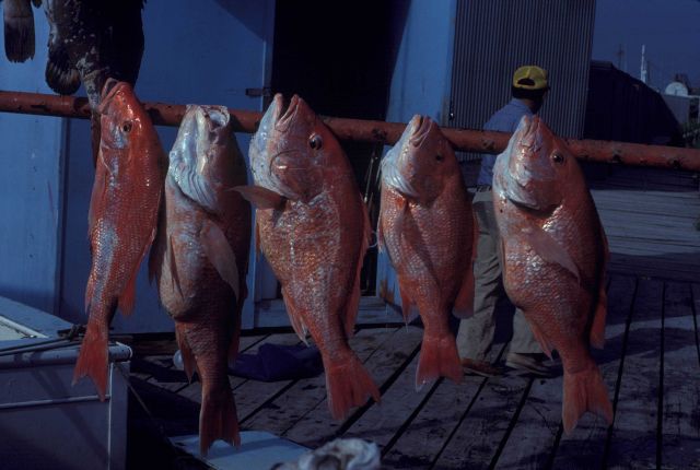 Red snapper Picture