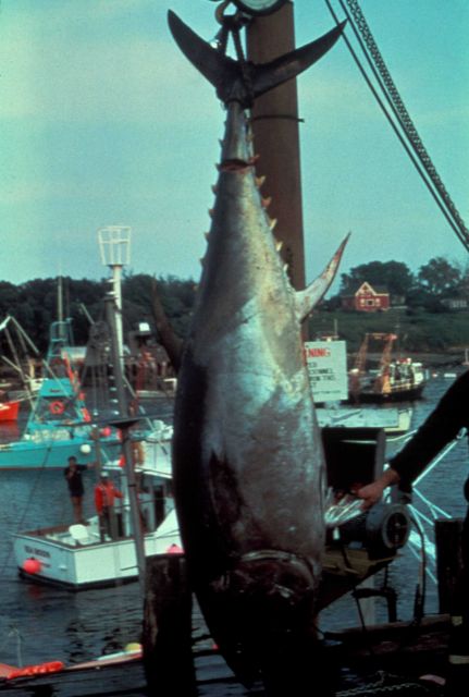 Tuna caught by recreational fisherman Picture