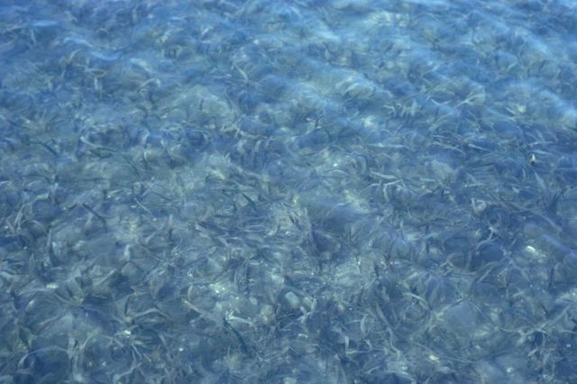 Submerged aquatic vegetation (Thalassia sp.) Picture