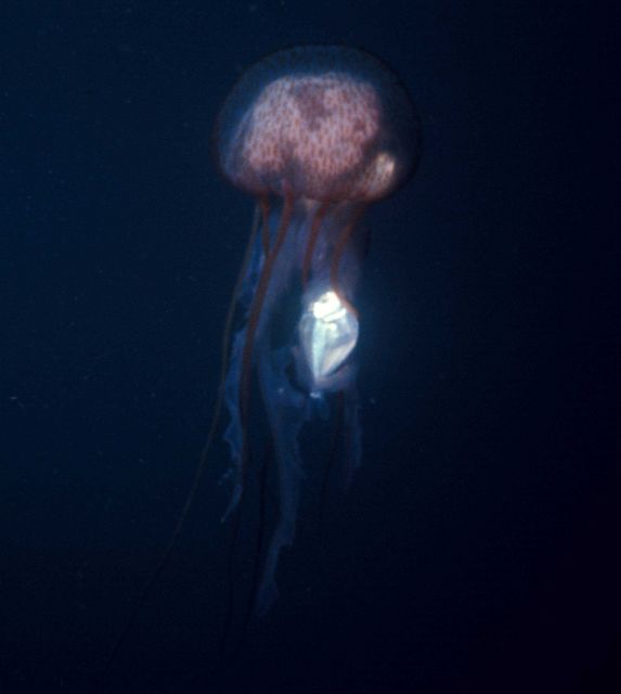 Sea nettle with captured butterfish (Peprilus burti) Picture