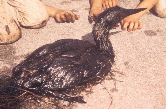 An oil-soaked loon following an oil spill Picture