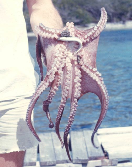 Octopus with an anchovy Picture