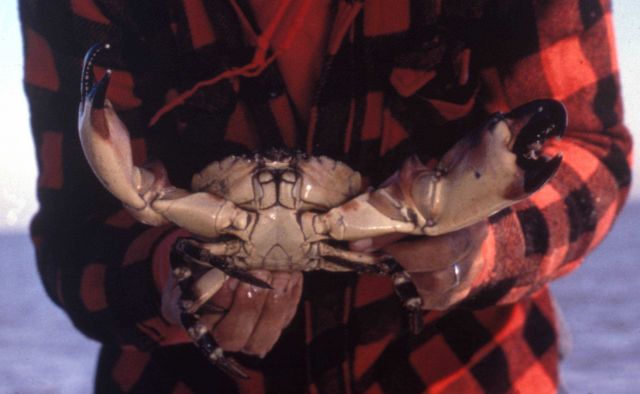 Stone crab Picture