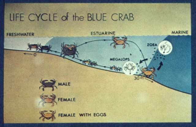 Blue crab life cycle Picture