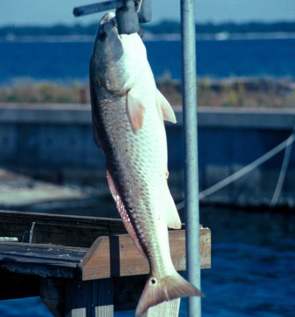 Red drum Picture