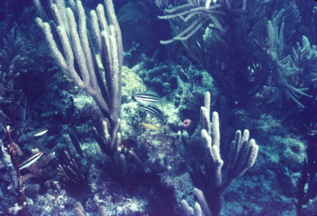 Coral reef scene Picture