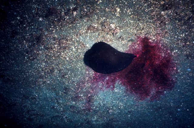 A sea slug (Aplysia sp.) Picture