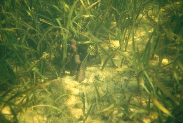 Submerged aquatic vegetation Picture