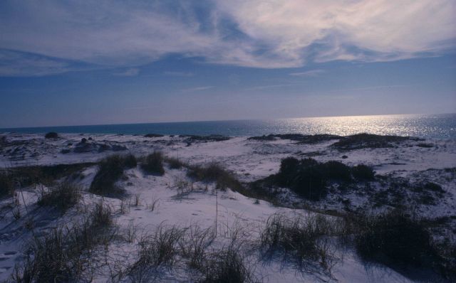 Gulf Coast sand dunes Picture