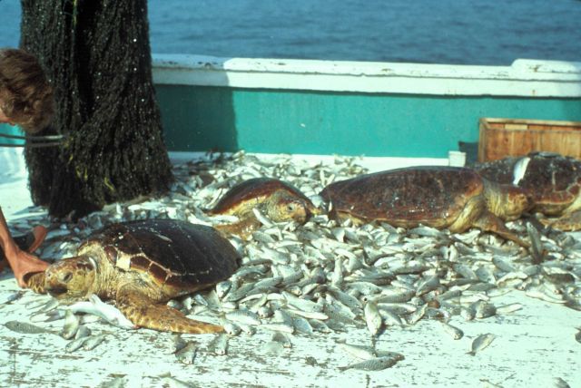 Loggerhead turtles killed as result of shrimp bycatch prior to introduction of turtle excluder devices. Picture