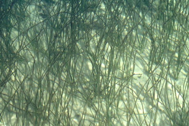 Submerged aquatic vegetation - important habitat for various species Picture
