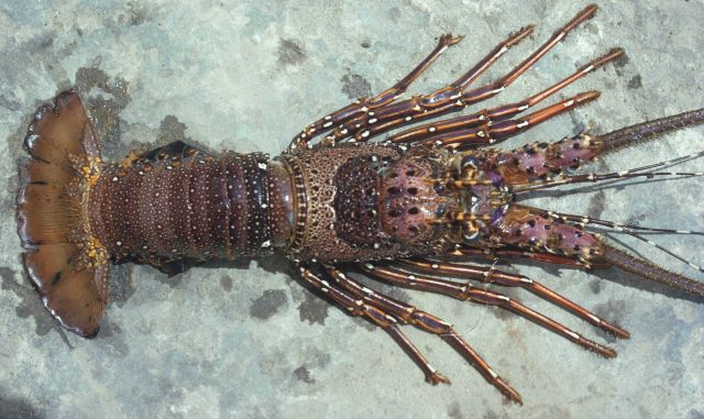 A beautiful long-legged spiny lobster (slide identifies as Panulirus longipes but if caught off Florida, probably Panulirus argus) Picture