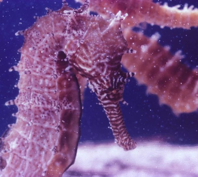 Seahorses Picture