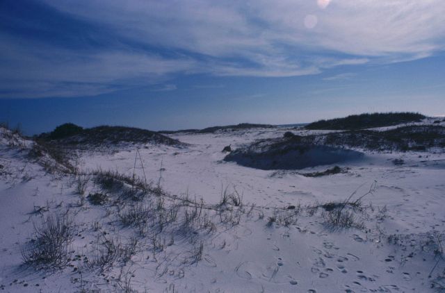 Gulf Coast sand dunes Picture