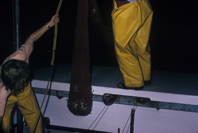 Night trawling on the NMFS research vessel RACHEL CARSON Picture