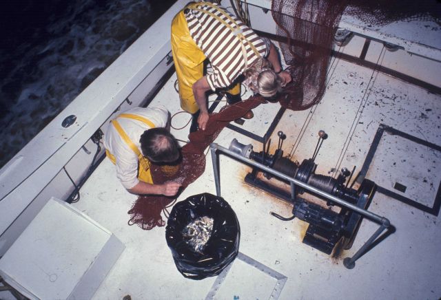 Night trawling on the NMFS research vessel RACHEL CARSON Picture