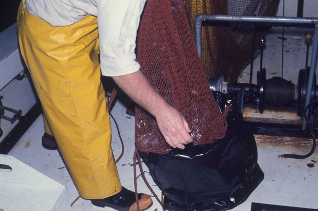 Night trawling on the NMFS research vessel RACHEL CARSON Picture