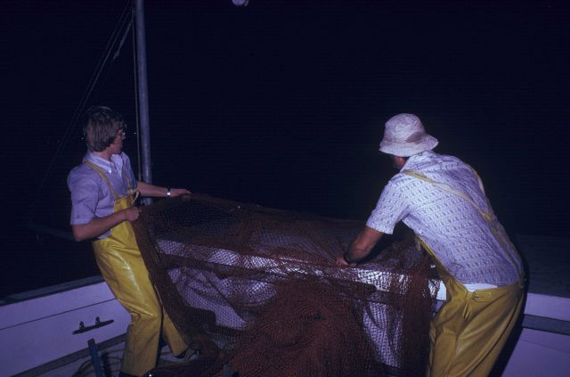 Manually hauling net aboard the NMFS Research Vessel RACHEL CARSON Picture
