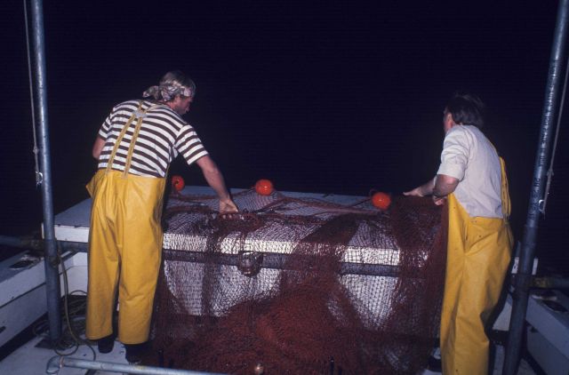 Night trawling - hauling back on the Research Vessel RACHEL CARSON Picture
