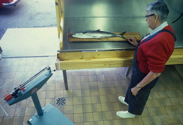 Measuring fish biometrics Picture