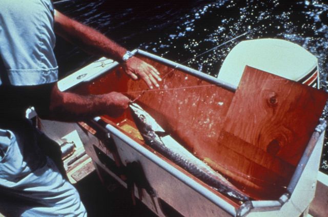 Fish tagging Picture