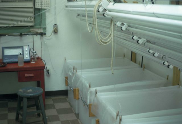 Diatom culture tanks Picture