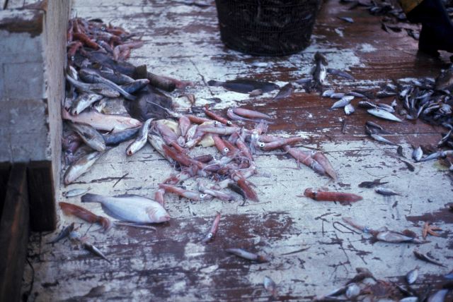 Squid, various fish species, and various invertebrates - all bycatch of shrimp trawling operation. Picture