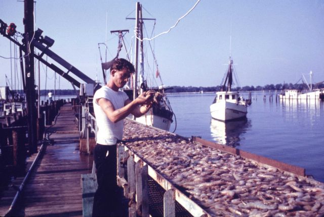 Shrimp being unloaded on conveyor belt at processing plant Picture