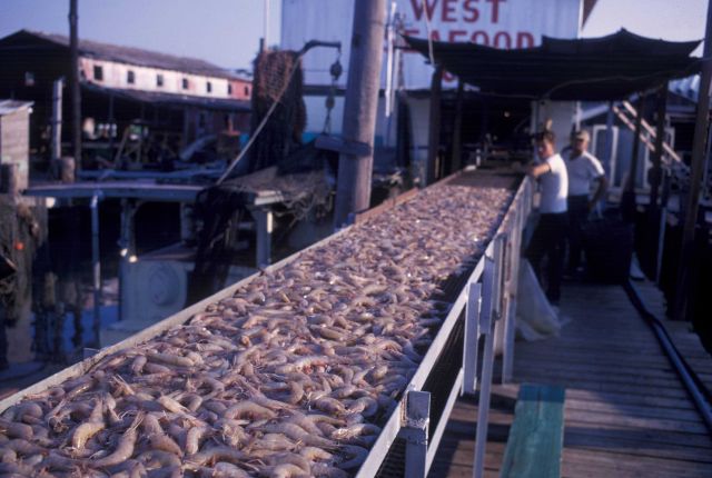Shrimp being unloaded on conveyor belt at processing plant Picture