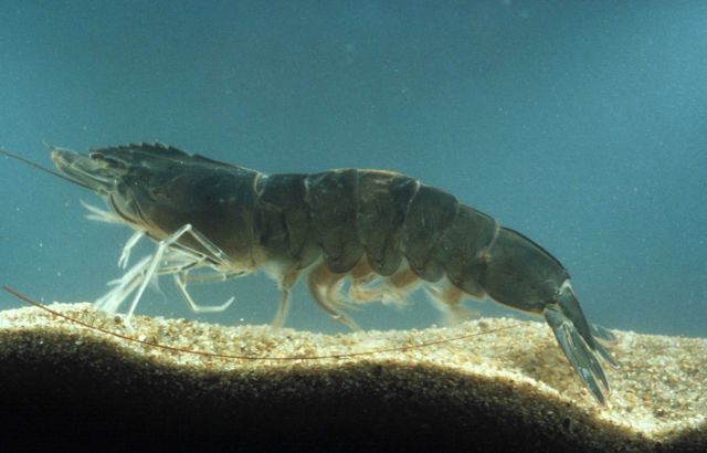 Brown shrimp in tank Picture