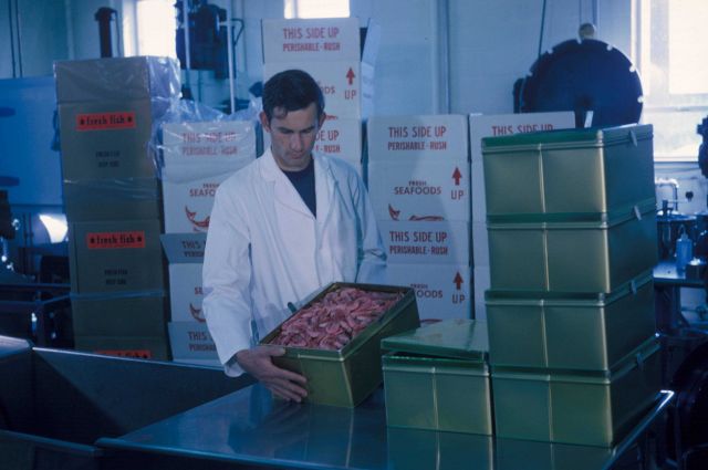 Testing new shrimp shipping containers developed at the Gloucester BCF Technological Laboratory. Picture