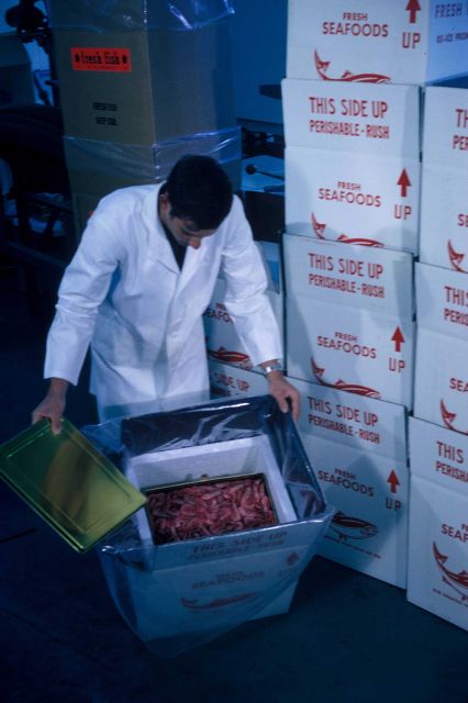 Testing new shrimp shipping containers developed at the Gloucester BCF Technological Laboratory. Picture