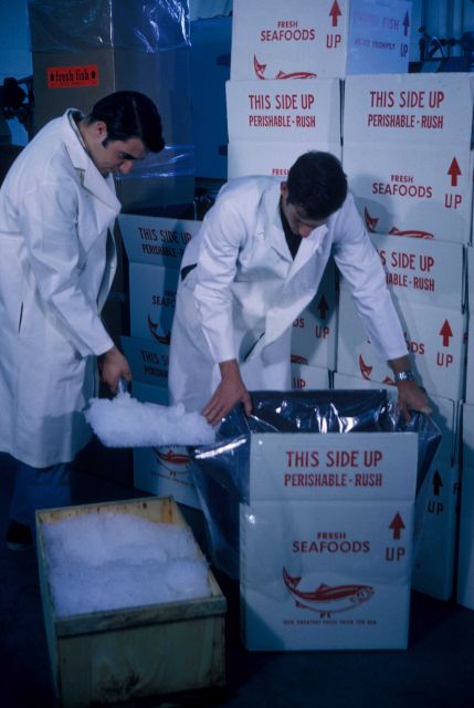 Testing new shrimp shipping containers developed at the Gloucester BCF Technological Laboratory. Picture