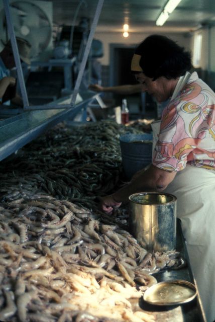 Interior of shrimp processing plant Picture