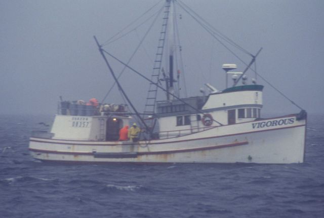 Longline fishing vessel VIGOROUS Picture