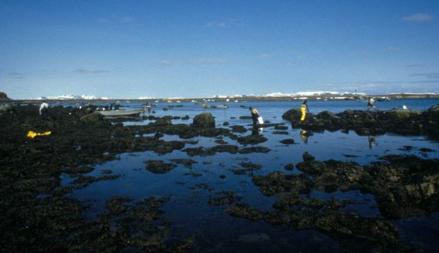 Roe herring fishery at Summit Island. Picture