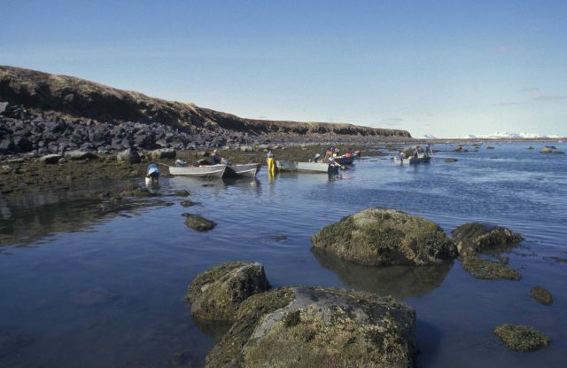 Roe herring fishery at Summit Island. Picture